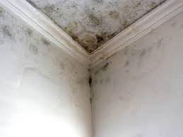 Professional Mold Inspection in Conway, SC